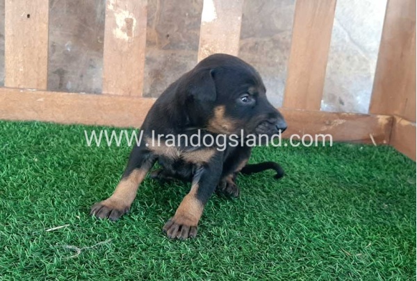 --doberman-41_5