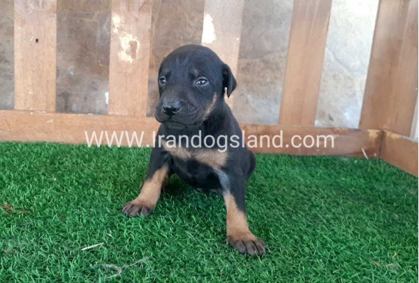 --doberman-41_8
