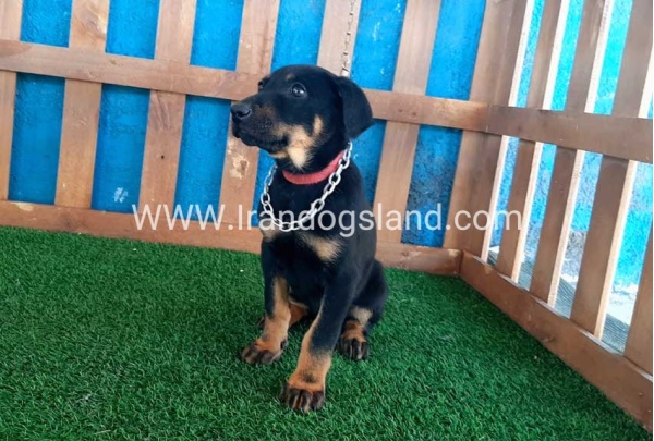 --doberman-48_11
