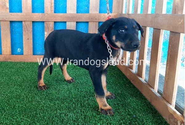 --doberman-48_5