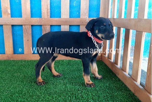 --doberman-48_7