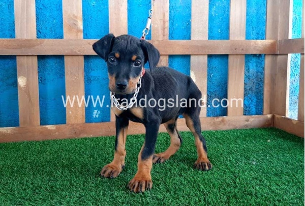 --doberman-50_1