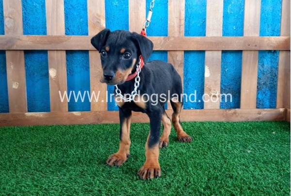 --doberman-50_10