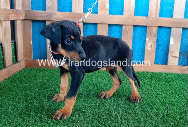 --doberman-50_2