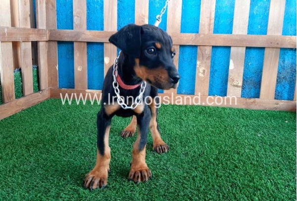 --doberman-50_3