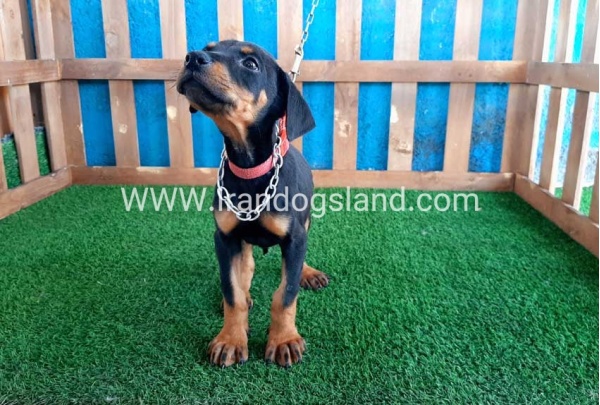 --doberman-50_4