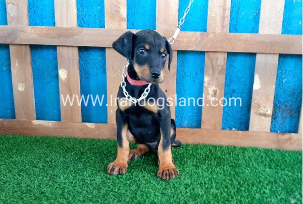 --doberman-50_6