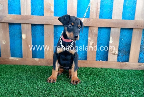 --doberman-50_8