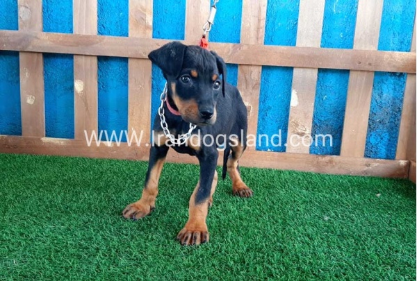 --doberman-50_9