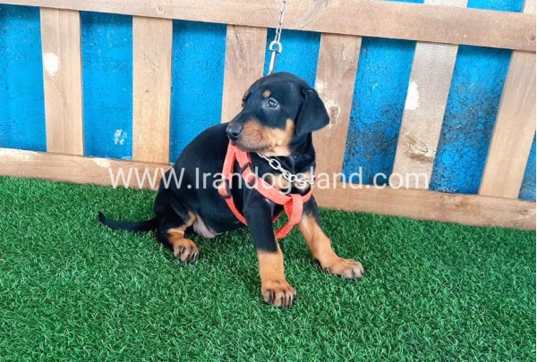 --doberman-54_1
