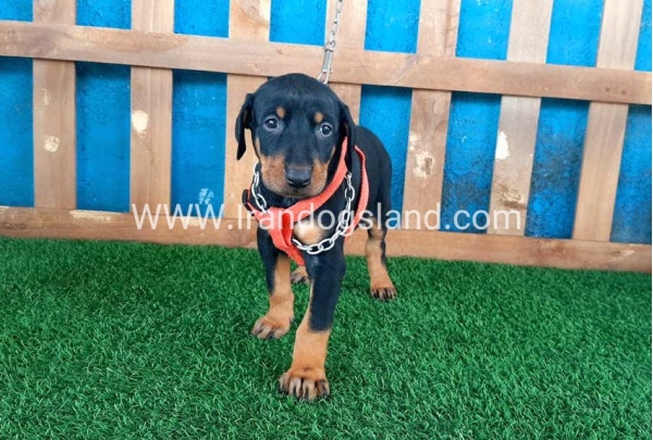--doberman-54_10