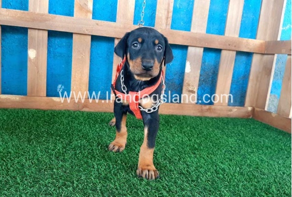 --doberman-54_11