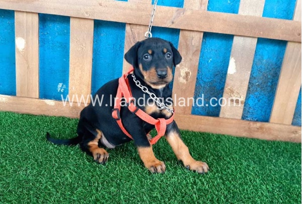 --doberman-54_2
