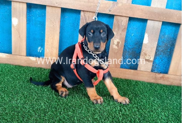 --doberman-54_3