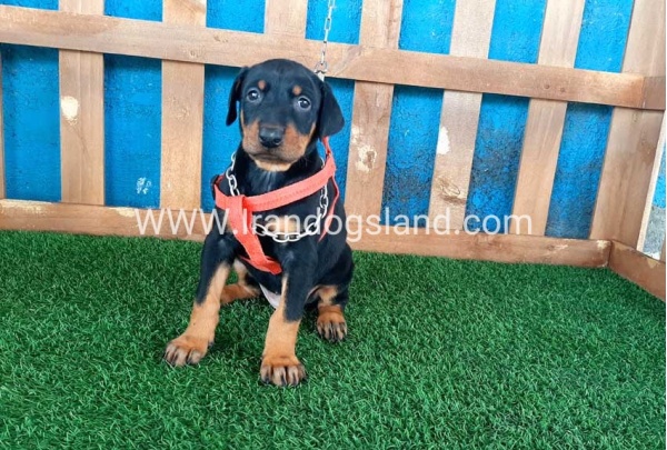 --doberman-54_4