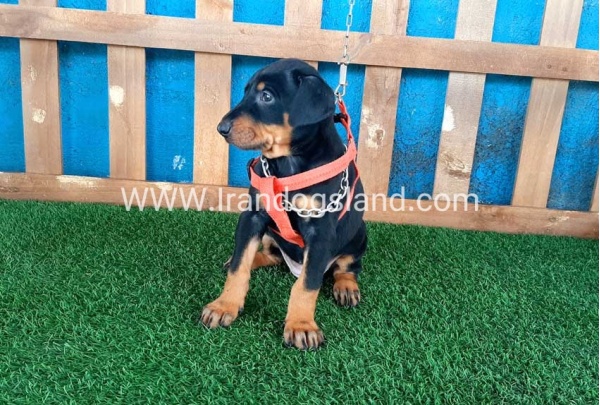 --doberman-54_5