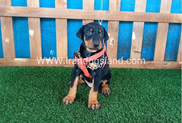 --doberman-54_6