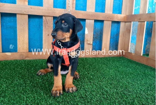 --doberman-54_7