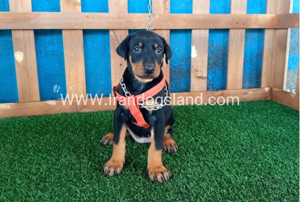 --doberman-54_8