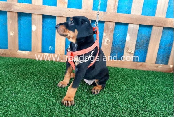 --doberman-54_9