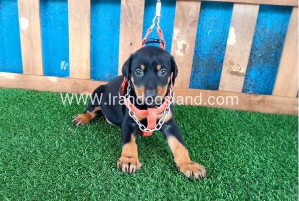 --doberman-56_1