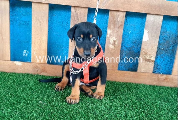 --doberman-56_2