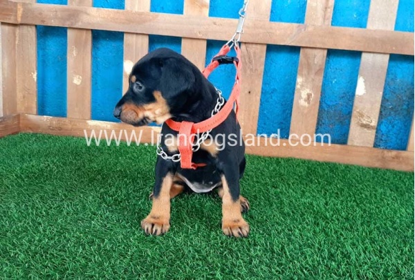 --doberman-56_5