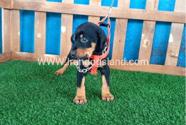 --doberman-56_6