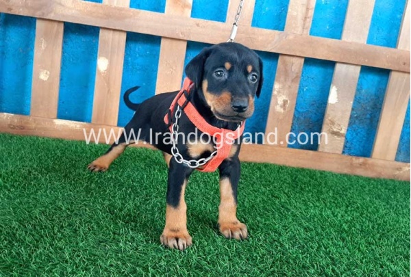 --doberman-56_7
