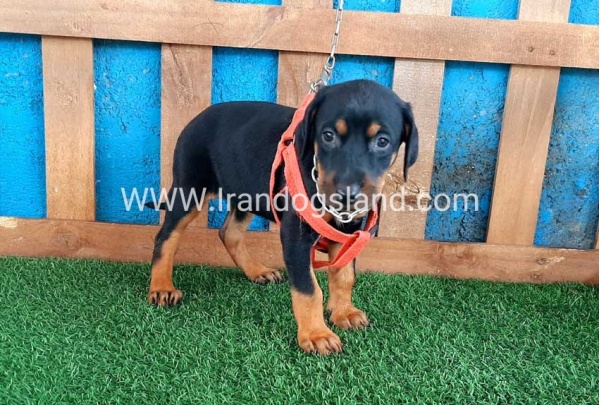 --doberman-57_1