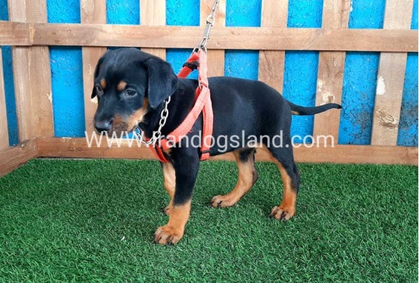 --doberman-57_2