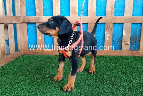 --doberman-57_3