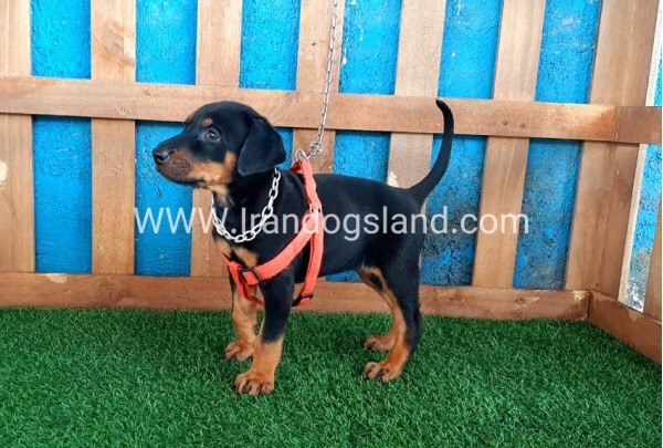 --doberman-57_4