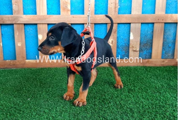 --doberman-57_5
