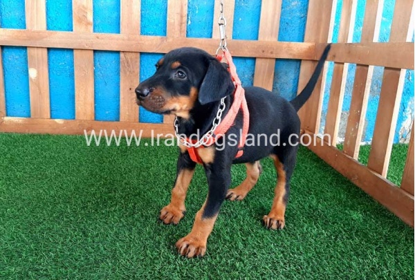 --doberman-57_6