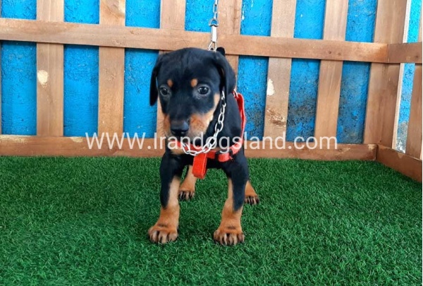 --doberman-58_1