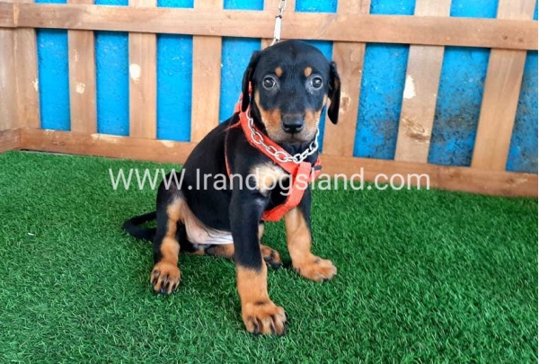 --doberman-58_10