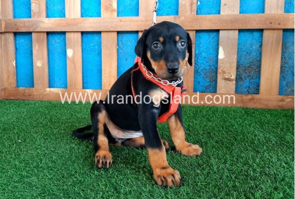 --doberman-58_11