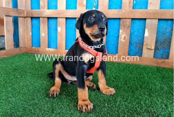 --doberman-58_12