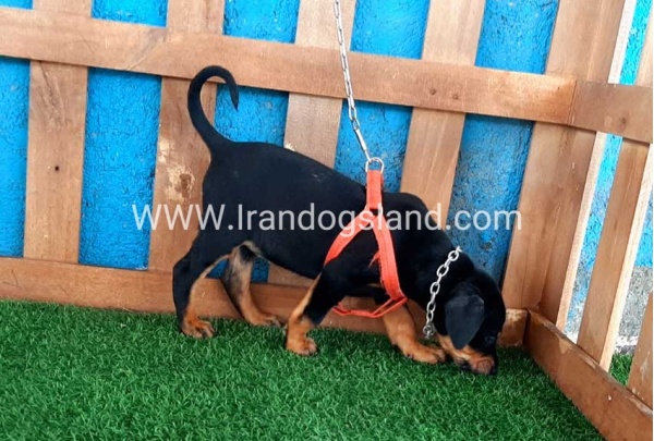 --doberman-58_2