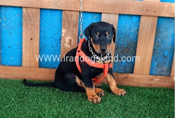 --doberman-58_3