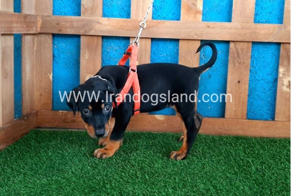 --doberman-58_4