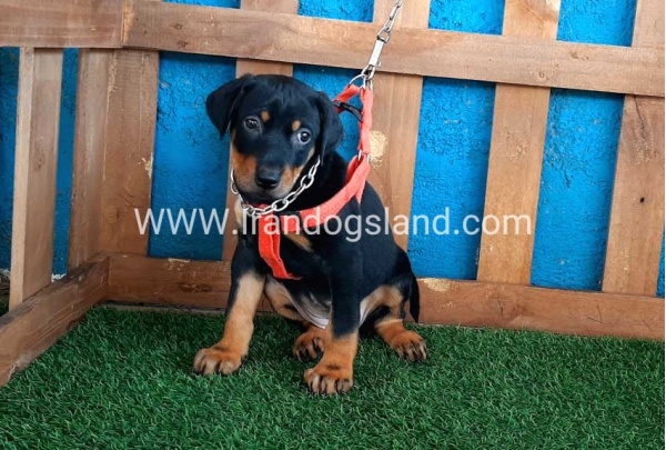 --doberman-58_5
