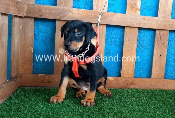 --doberman-58_6