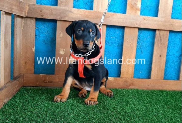 --doberman-58_7