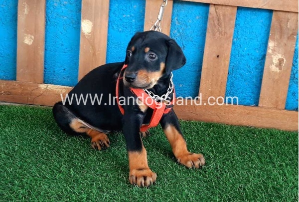 --doberman-58_8
