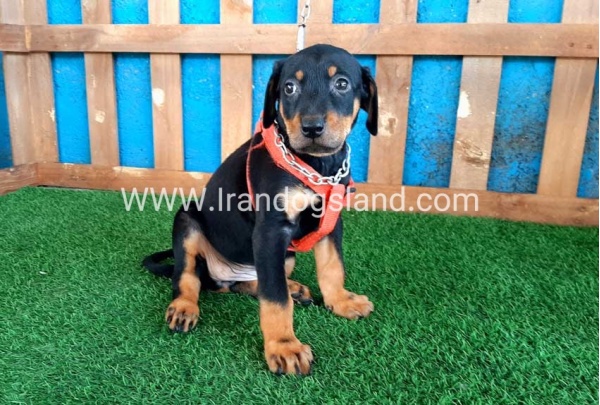 --doberman-58_9