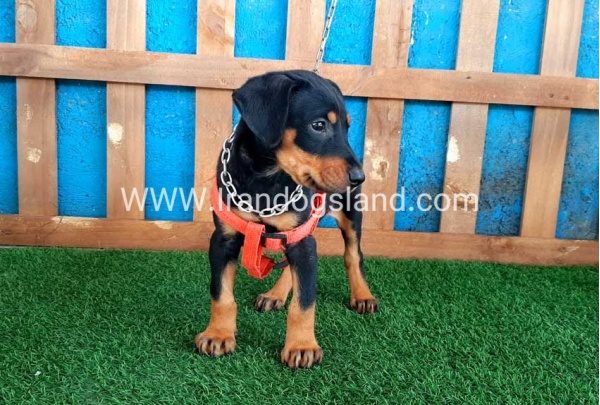 --doberman-59_1