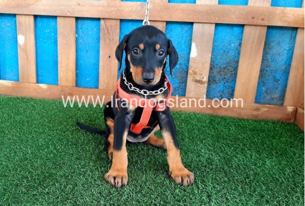 --doberman-59_2