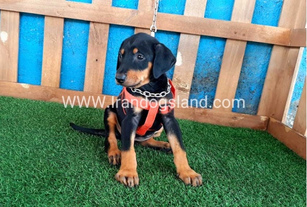 --doberman-59_3